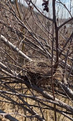 A bird's nest in a tree