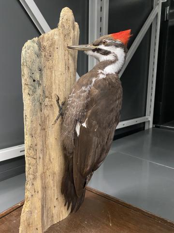 woodpecker mounted