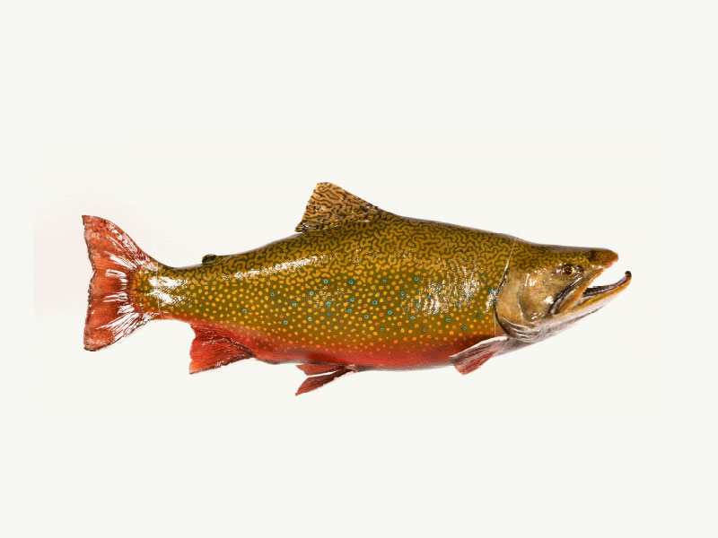 photo of a fish from the collection