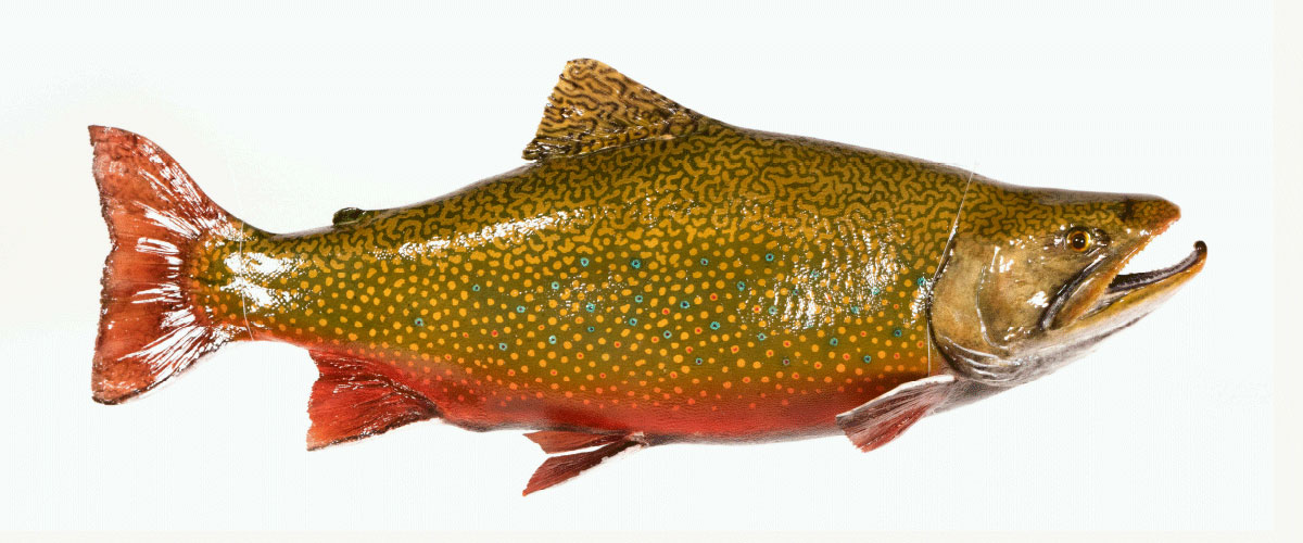 photo of a fish from the collection