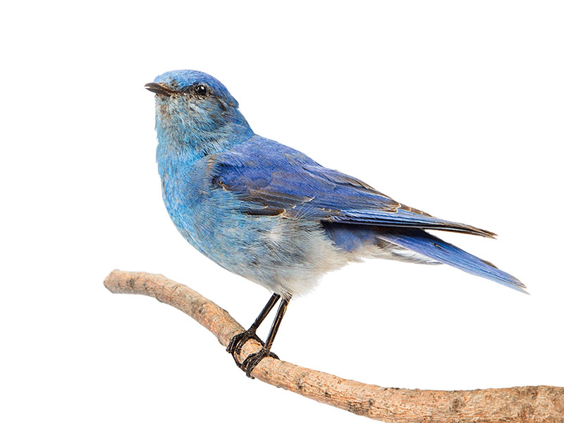 photo of a bird from the collection