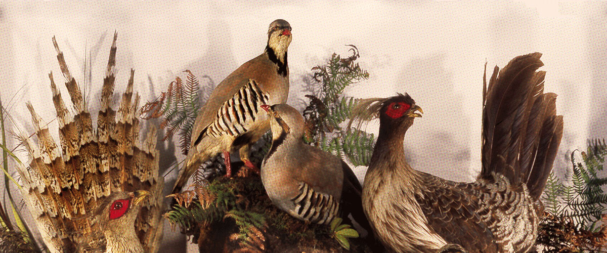 photo of birds from the collection