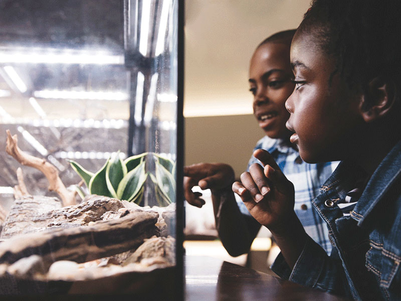 Two children look into an insectarium in the Bug Gallery.