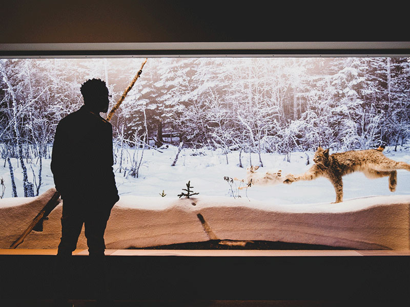A man stands in front of a diorama showing a lynx chasing a hare.