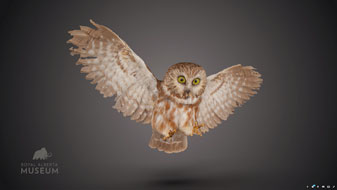 Photo of a Northern Saw-whet Owl