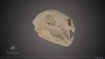 Photo of a cougar skull