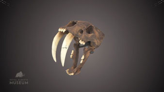 Sabre-tooth Tiger skull