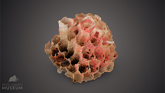 photo of paper wasp nest