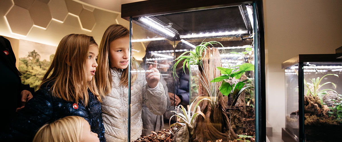 Three young girls look at an insectarium.