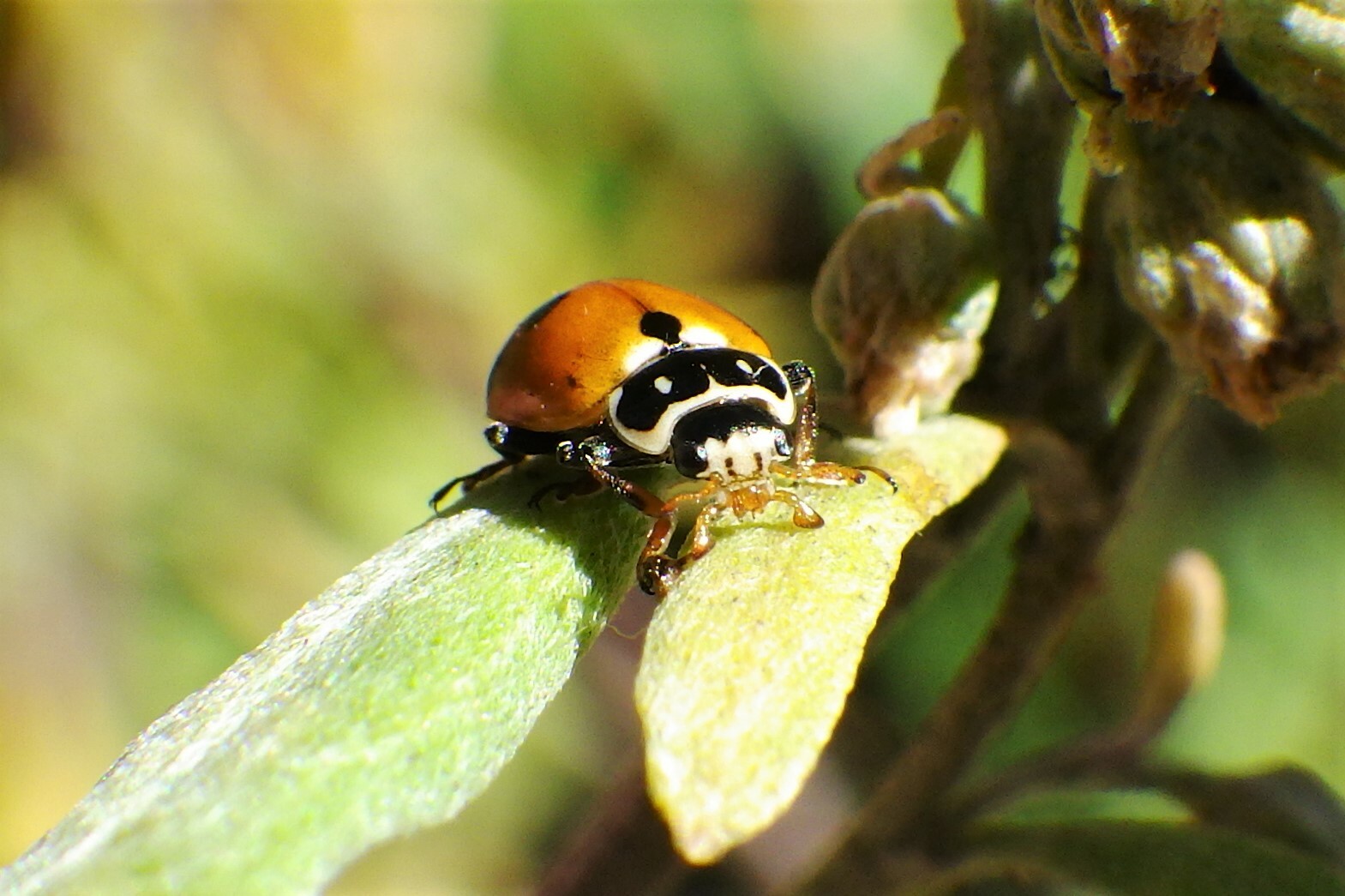 close up of a variegated lady beetle
