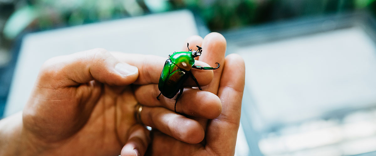hands holding a beetle