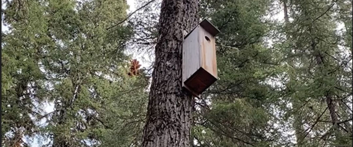 nest box high in a tree