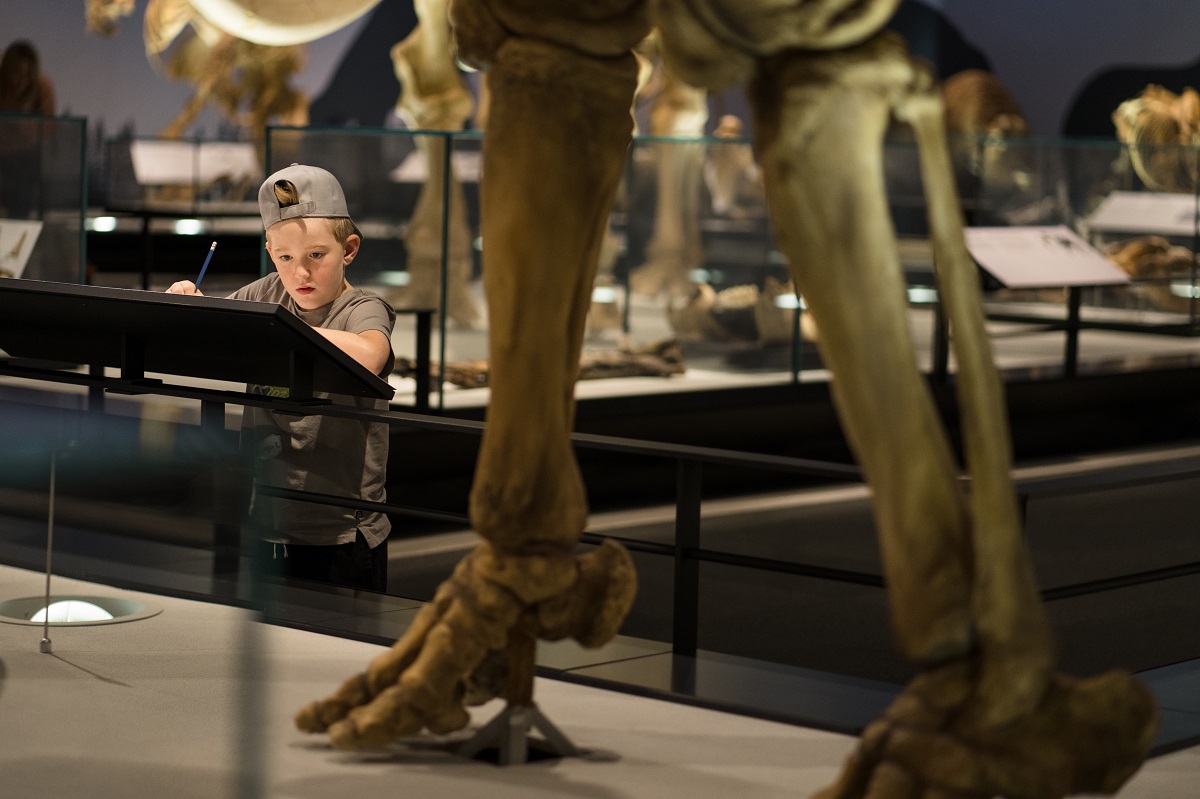 A young boy leans over a text panel in the Royal Alberta Museum's Natural History Hall. He is very focused and writing notes.