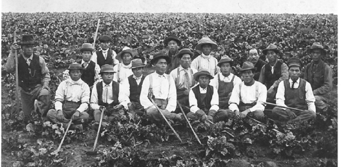 Black and white photo of 18 Japanese Canadian workers in a sugar beet field 
