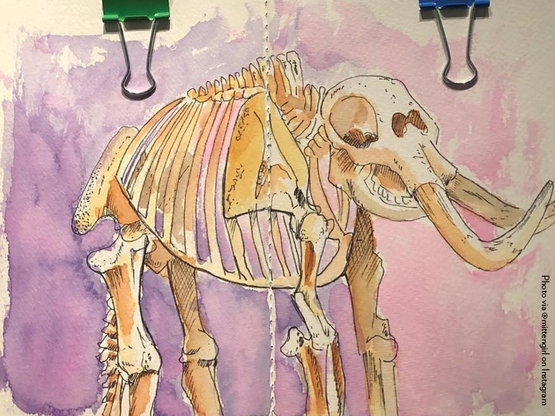 A water colour sketch of a mammoth skeloton from the RAM galleries. The sketch is by Instagram user mittengirl