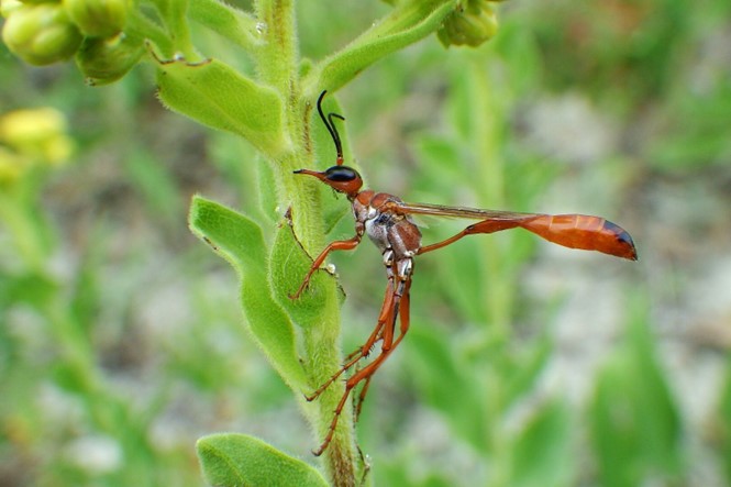 A thread-waisted wasp. The wasp is a long red wasp with a small waist. The wasp is perched on green foliage.