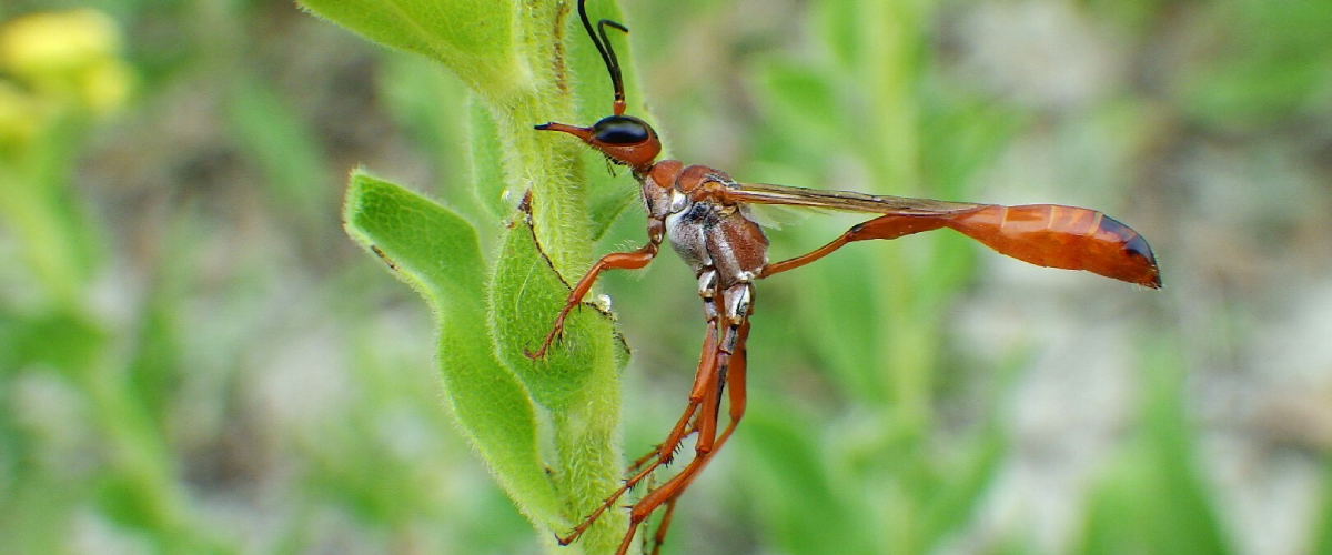 A thread-waisted wasp (Ammophila ferruginosa) from the Milk River Natural Area in southern Alberta. The wasp is thin and red coloured and is perched on green foliage.