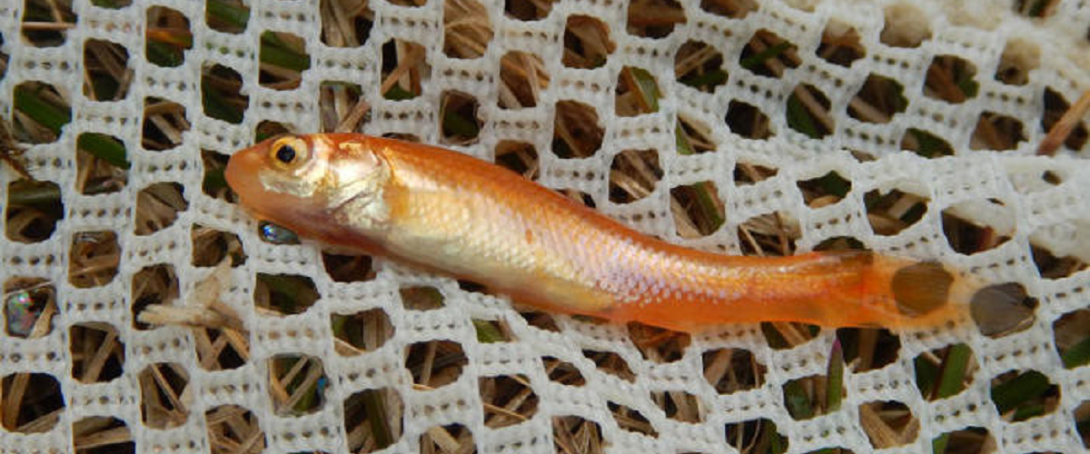 A rosy red minnow lays across a white net