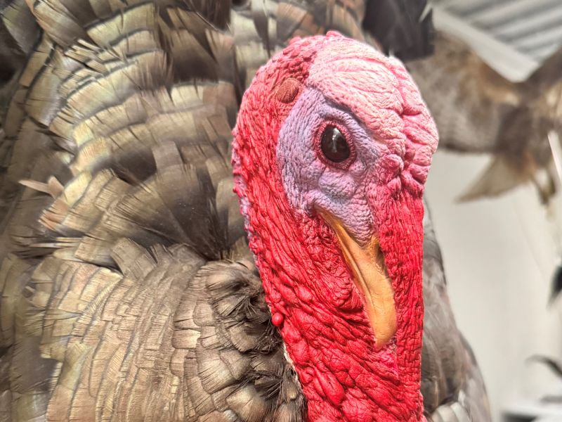 Close up photo of a taxidermied turkey