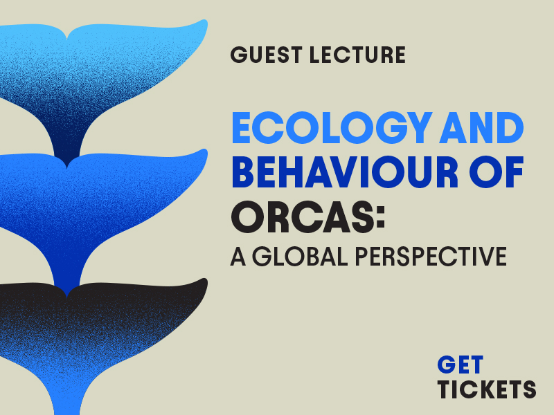 The words "Ecology and Behaviour of Orcas: A Global Perspective. Guest lecture Get tickets" are displayed on a beige background. Three blue whale tails decorate the right side of the image.