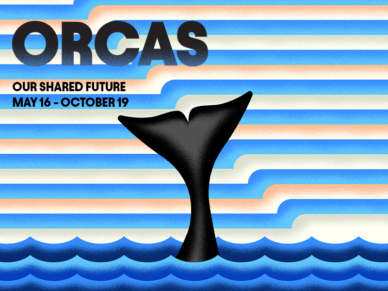 An illustrated image of a whale tail sticking above the water. The words Orcas: Our Shared Future, May 16-October 19 are to the left of the tail