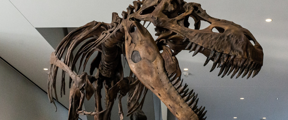 Albertosaurus displayed in lobby of RAM