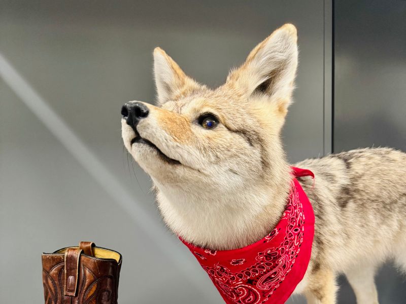 A taxidermied coyote.