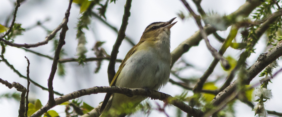 Headline Red-eyed Vireo, photo by Nick Carter