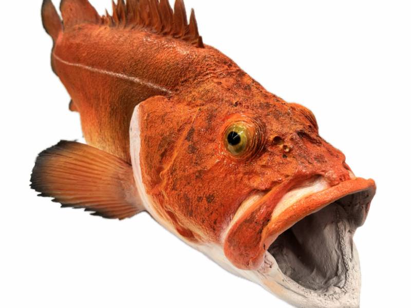 a taxidermied fish