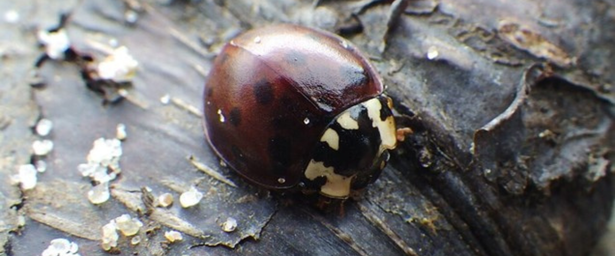 Fifteen-spotted Lady Beetle in Cold Lake