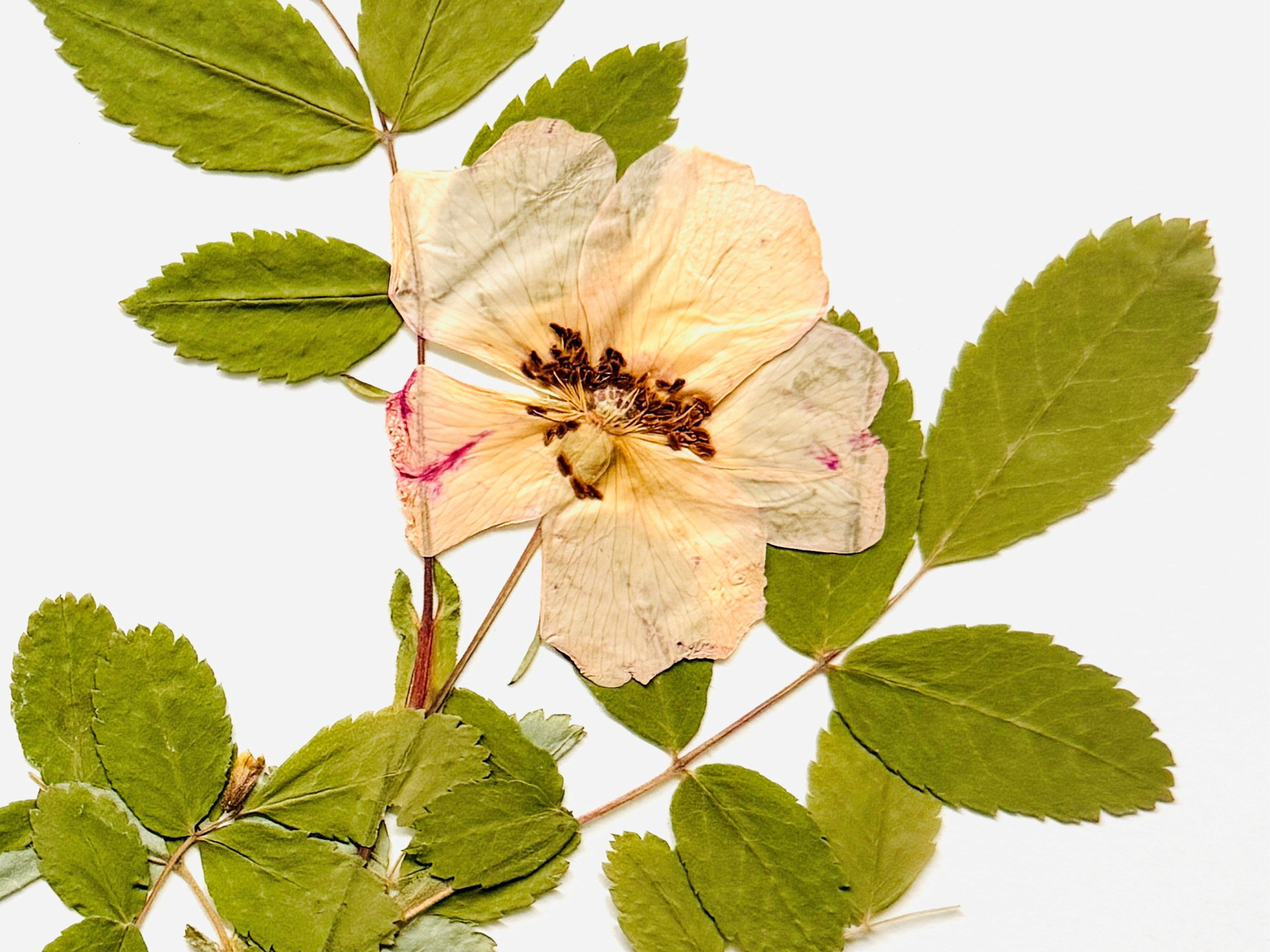 photo of a flower