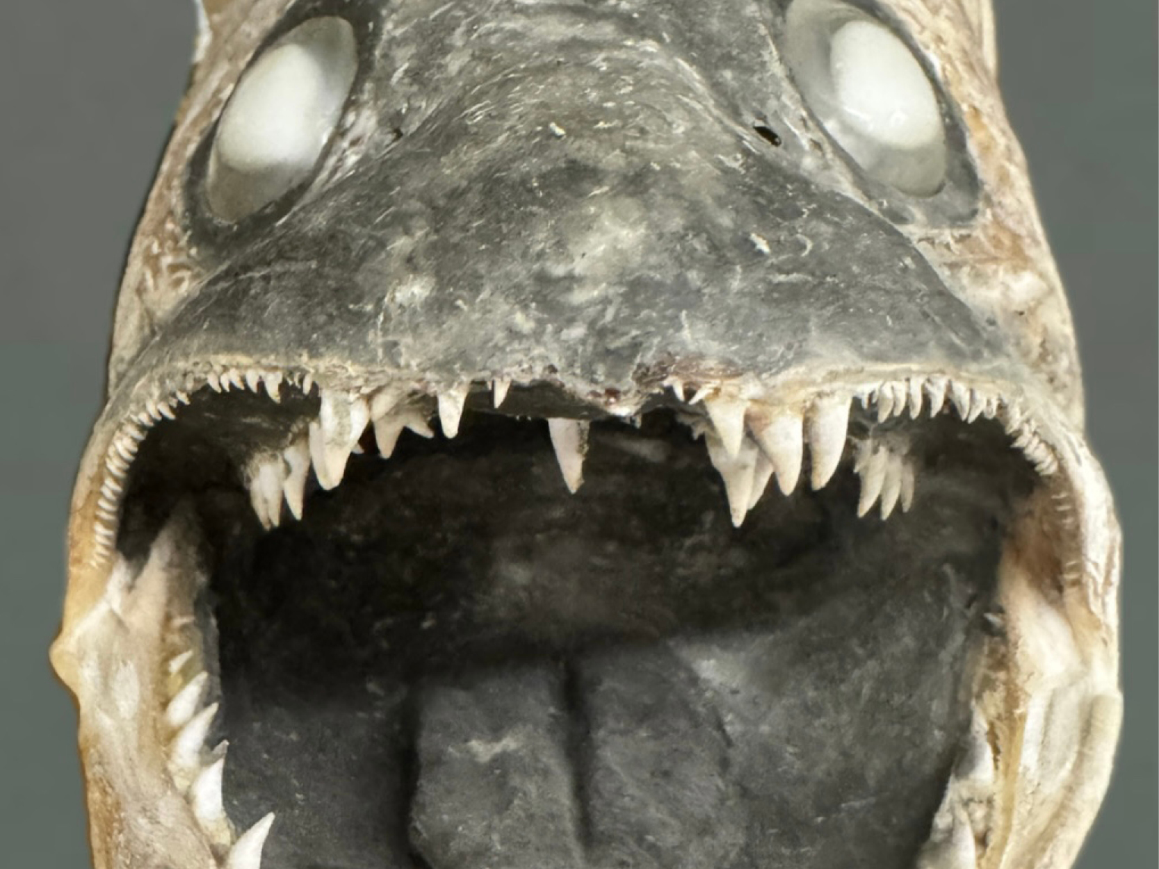 Close-up photo of a night fish.