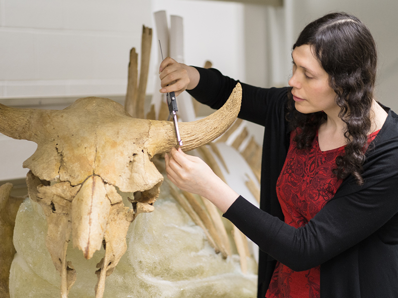 a curator inspects a skull from the collection