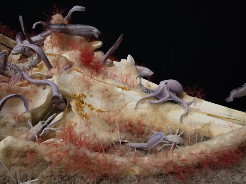 A model of a whale fall, where a dead whale's corpse becomes a huge ecological boost to the ocean floor.