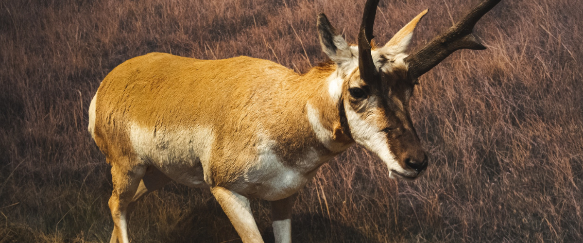 Male Pronghorn in the RAM Natural History Gallery