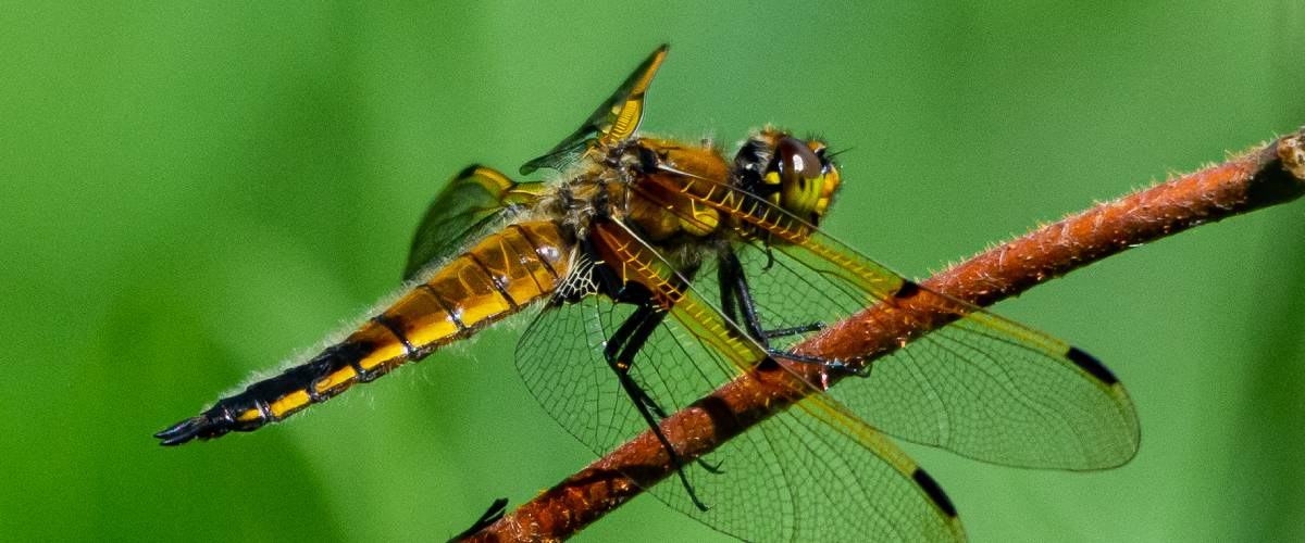 A type of dragonfly called a Four-Spotted Skimmer is perched on a branch.
