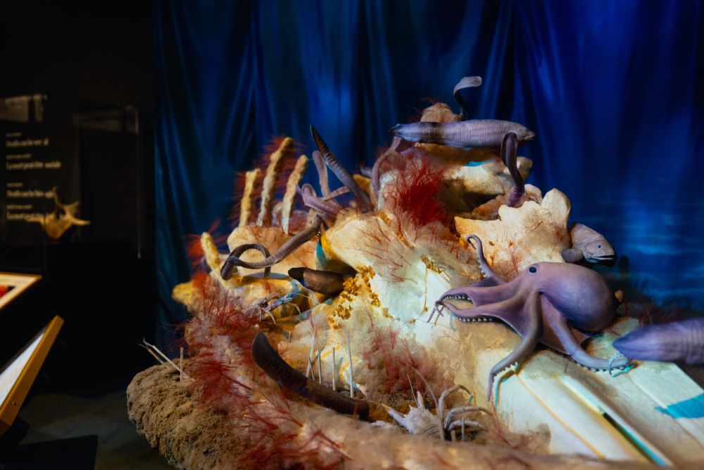 Photo Courtesy of Royal Alberta Museum