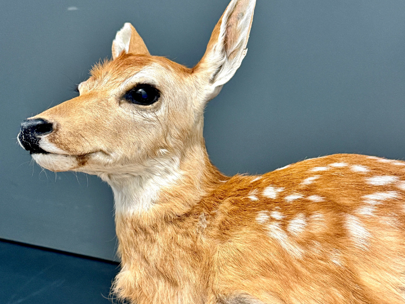 close up photo of a taxidermied deer