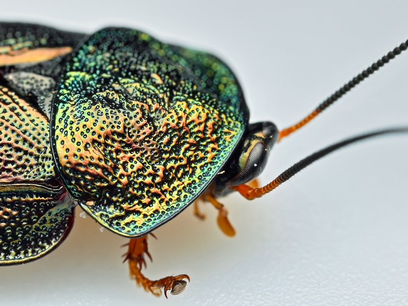 close up of a colourful beetle