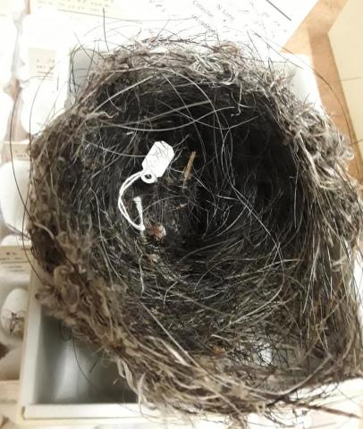Baltimore Oriole nest