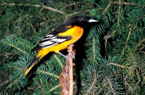 Baltimore oriole