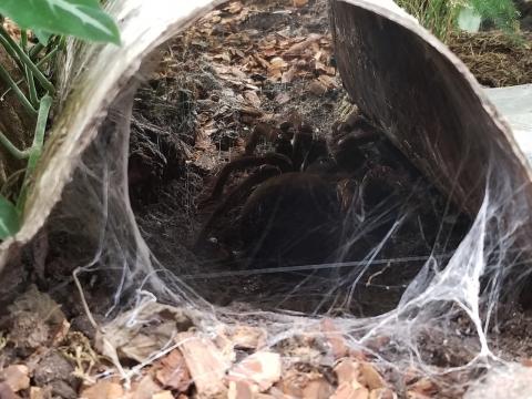 Goliath bird eater tarantula