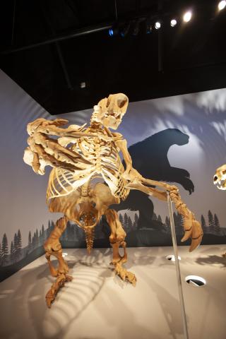 ice-age sloth skeleton