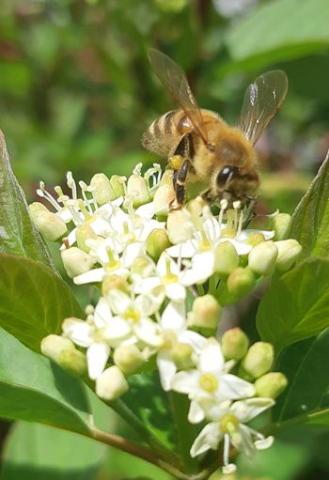 Bee photo by Naturelynx user RLW