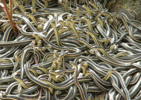 A grouping of garter snakes hibernating together