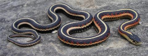 A black and silver Garter snake lays on a gray floor.
