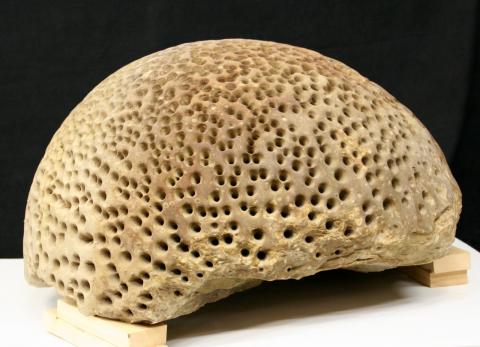 A round rock with dozens of small holes sits in front of a black background.