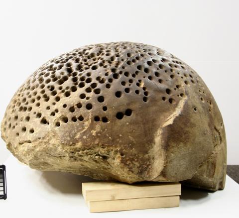 A round brown rock with a number of small holes sits atop a piece of wood. The rock has dark brown splotches all over.