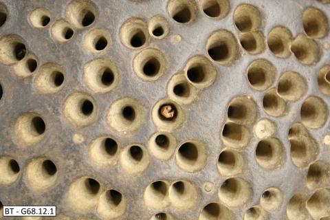 A close-up photo of a dark brown rock with small holes. Inside one hole is a pencil that has been snapped in half, with the broken half pointing out.