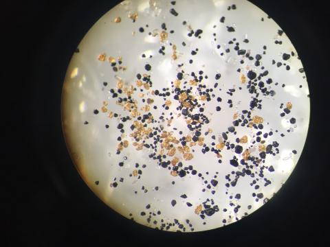 Image of gold flakes from the North Saskatchewan river. Image is taken through a microscope.